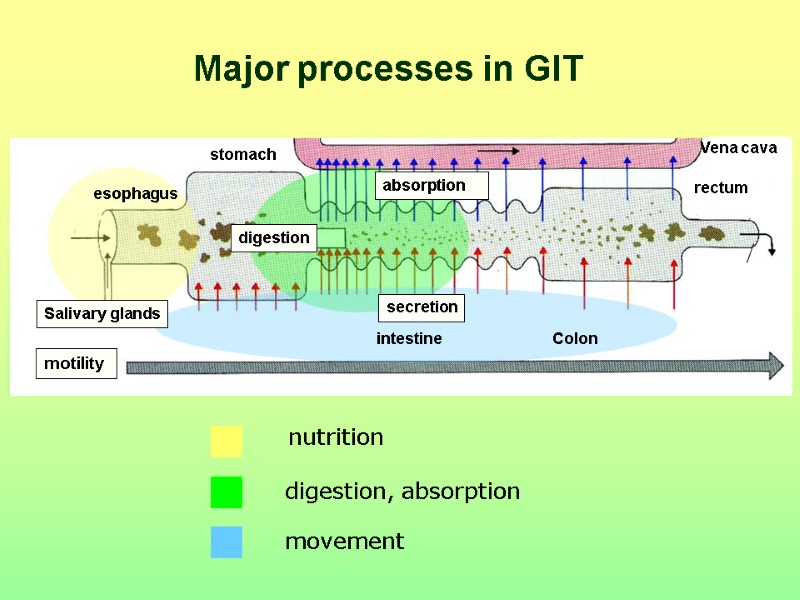 Major processes in GIT  nutrition digestion, absorption movement   Salivary glands absorption